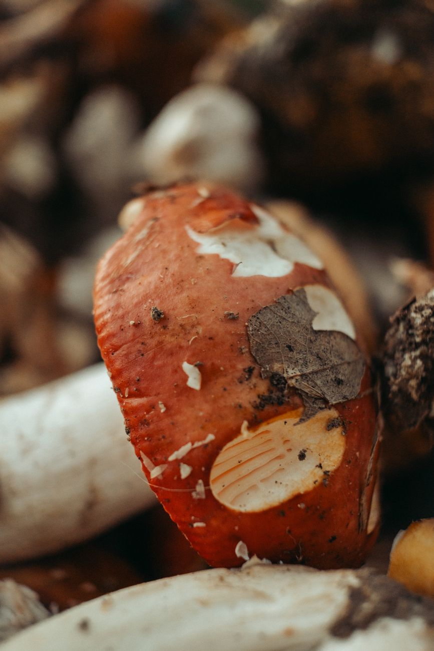 Red Mushroom