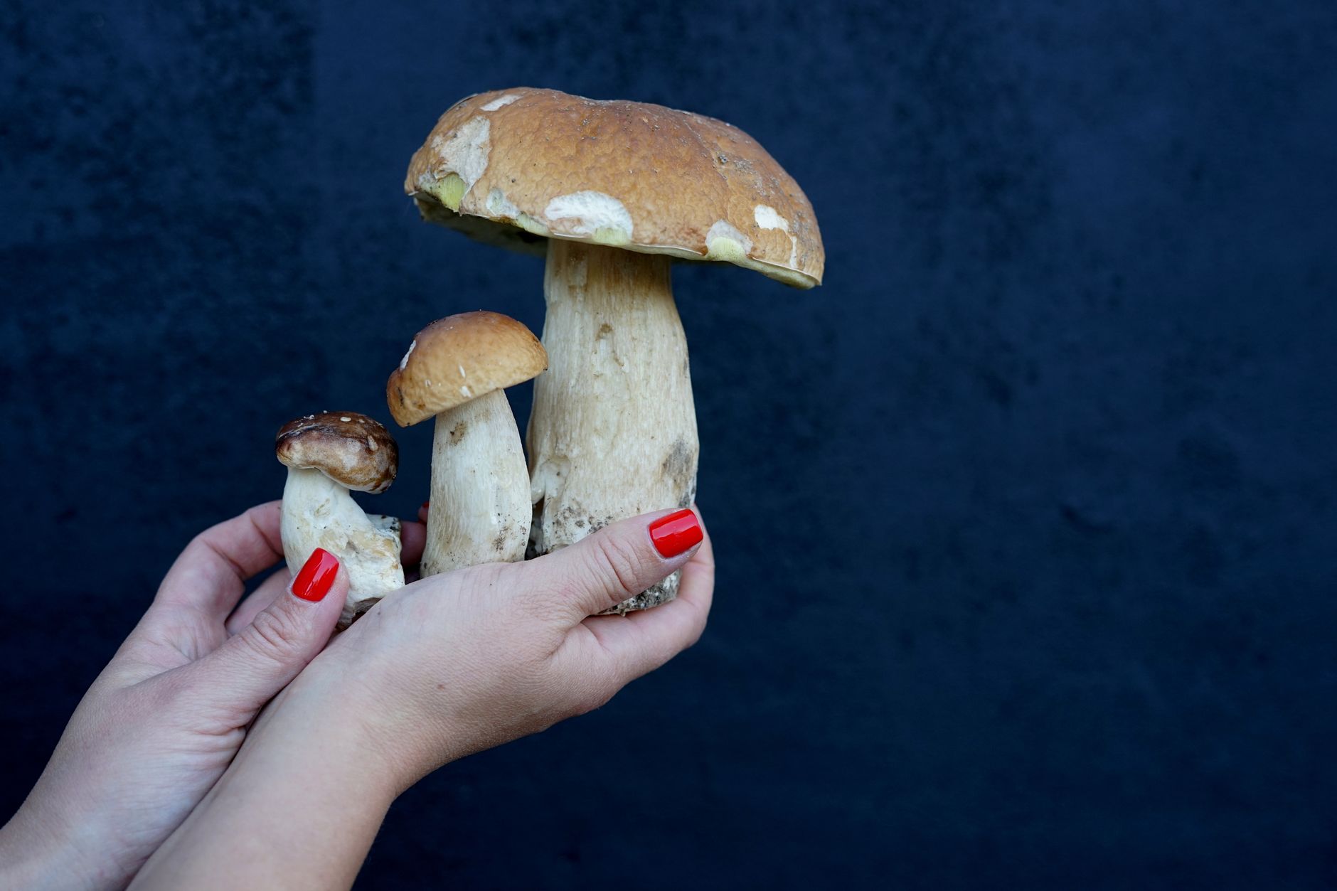 Porcini Mushroom