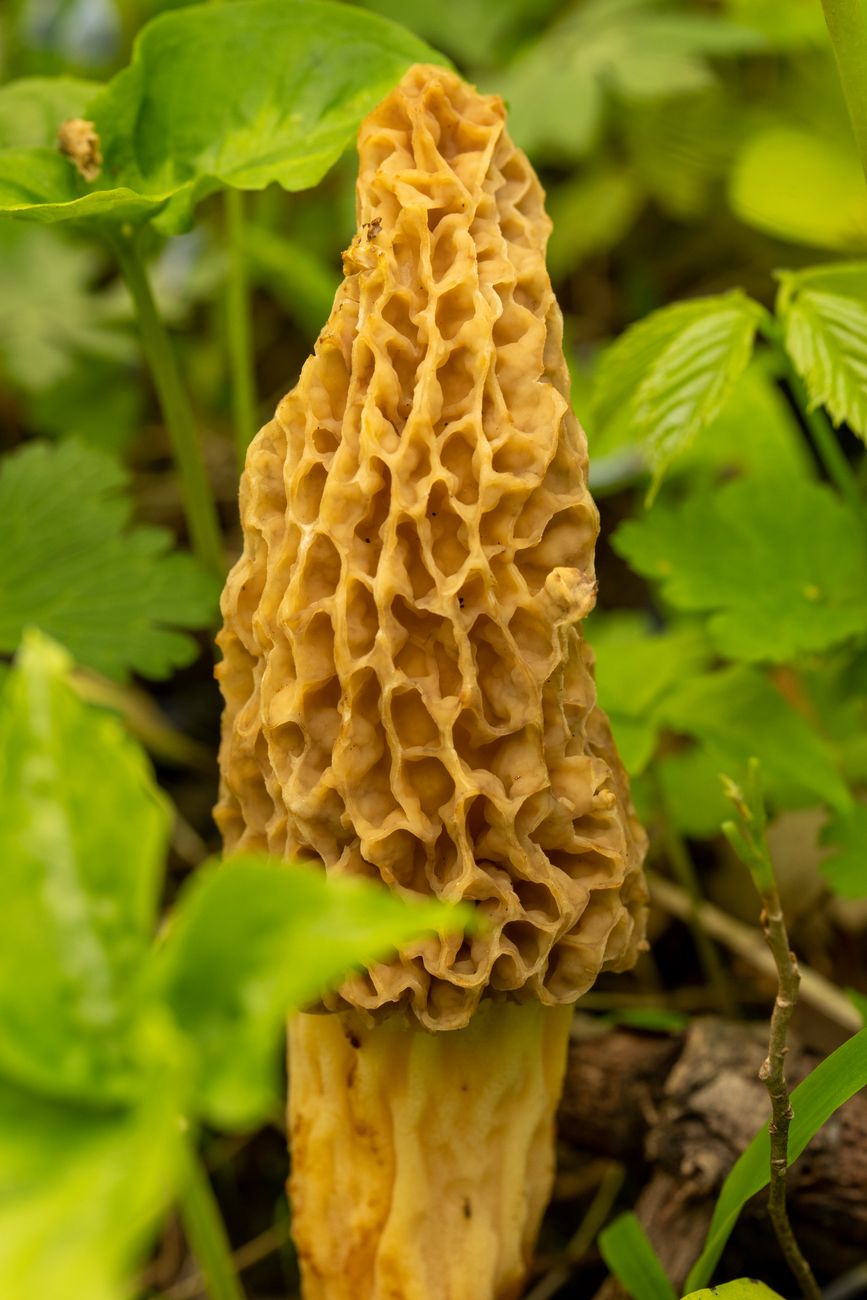 Morel Mushrooms