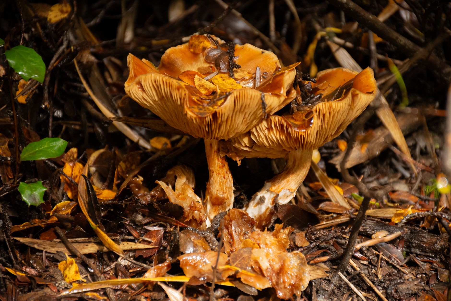 Mushroom Forest Floor