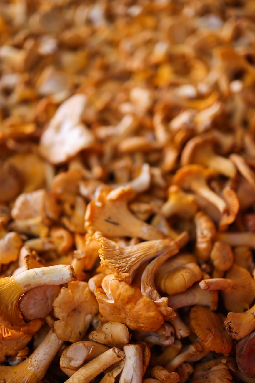 Chanterelle Forest