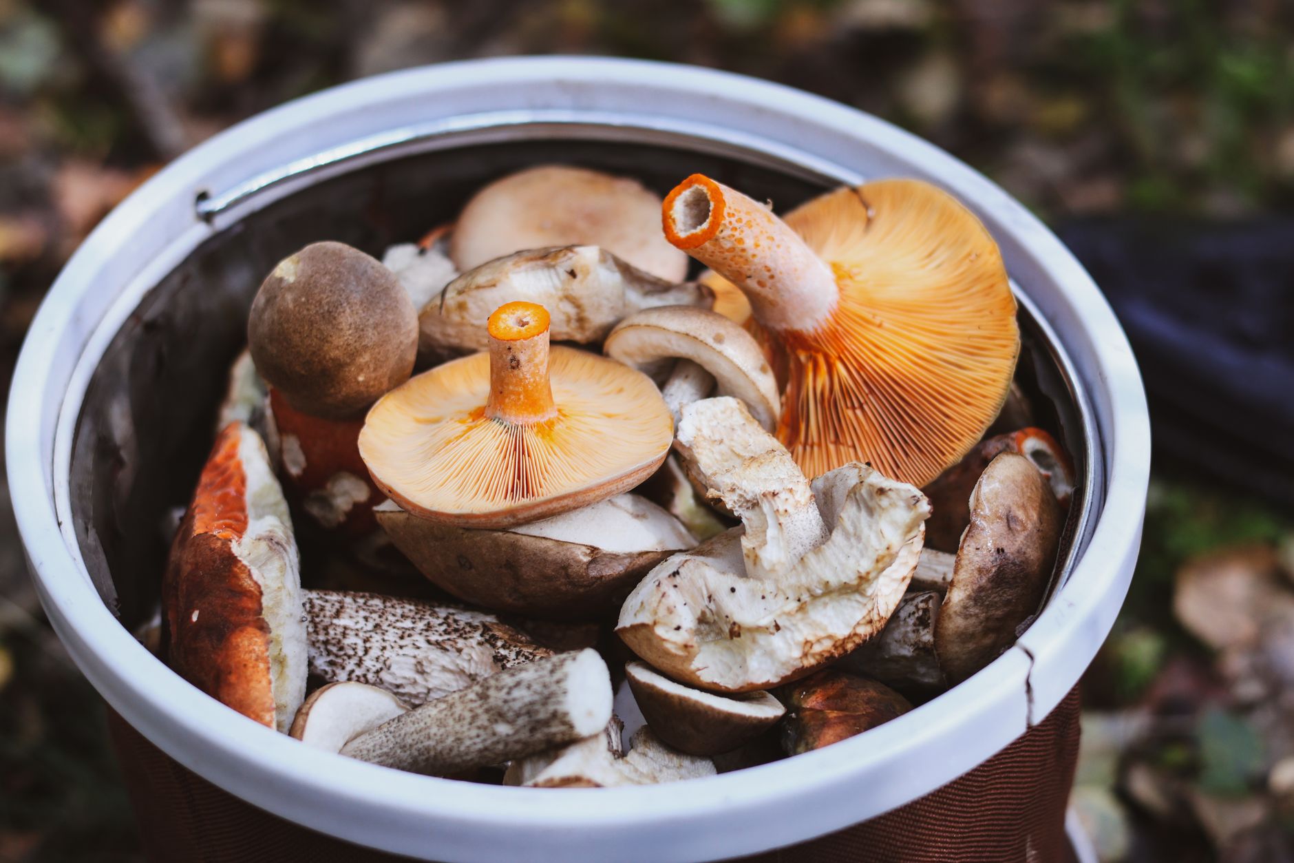 Porcini Autumn