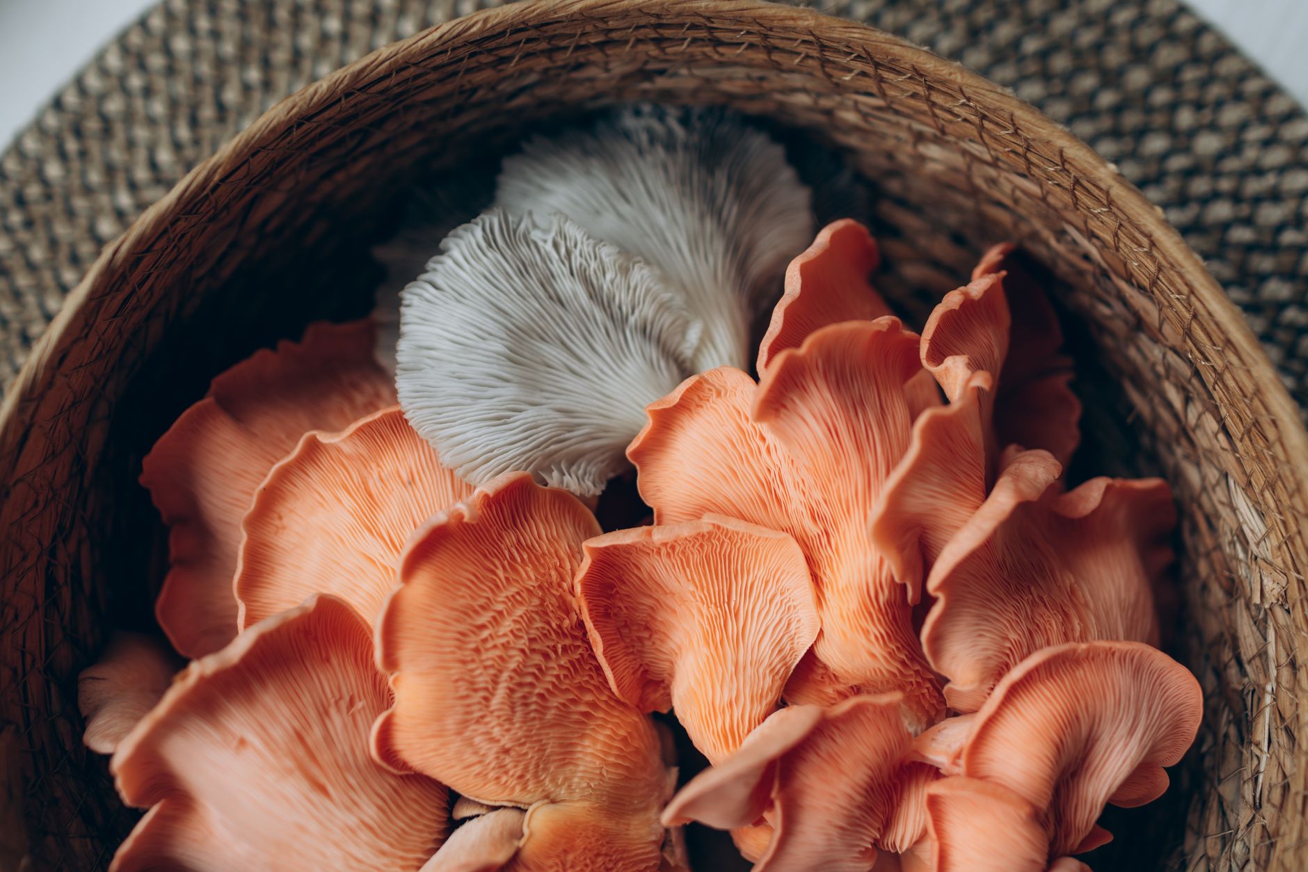 Oyster Mushroom Winter